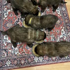 Leonberger Puppies from Inglenook Kennel