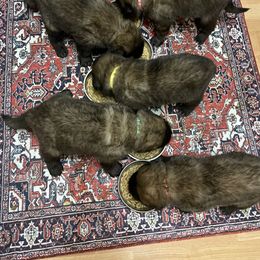 Leonberger Puppies from Inglenook Kennel