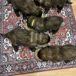 Leonberger Puppies from Inglenook Kennel