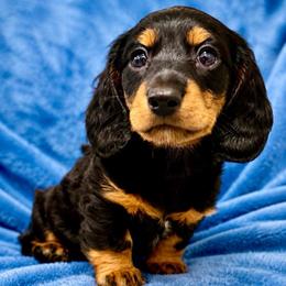 Charlie - Black and tan male Dachshund puppy in Sutherland, Virginia from Sutherland Estates Dachshunds
