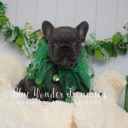 Bo Peep - Blue female French Bulldog puppy in Loxahatchee, Florida from Blue Wonder Frenchies
