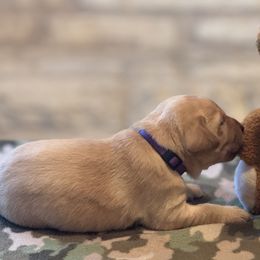 Labrador Retriever Puppies from Central Texas Labs