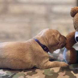 Labrador Retriever Puppies from Central Texas Labs