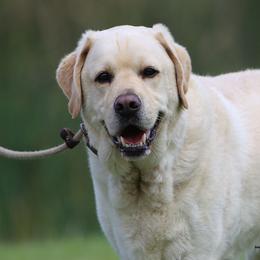 Joe - Yellow male Labrador Retriever puppy in Point, Texas from Lakylu Kennels