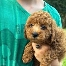 Alfalfa - Red  male Poodle puppy in Hawthorne, Florida from Loblolly Ranch