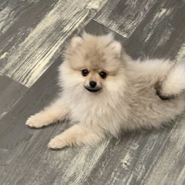 Pomeranian Puppies from POMS USA