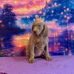 Mary - Silver gray female Weimaraner puppy in Aitkin, Minnesota from Whispering’s GunDogs