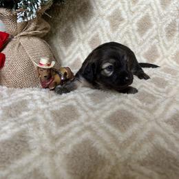 Dachshund Puppies from Steadfast station, mini dachshunds