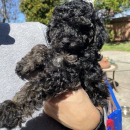 Aussiedoodle Puppies from Bay Area Aussiedoodles