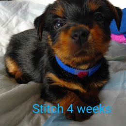 Yorkshire Terrier Puppies from Perfect Paws