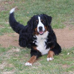 Bernese Mountain Dog Puppies from Bernese Beauties