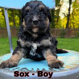 Sox - Tri-color male Bernedoodle puppy in Sherman, Illinois from Shirl Doodle Life