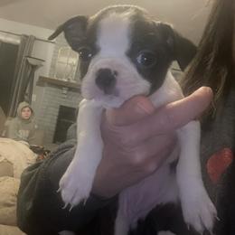 Girl 2 - Black brindle and white female Boston Terrier puppy in Ofallon, Missouri from Lucky 7 Bostons