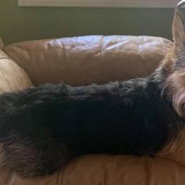 Yorkshire Terriers from Shield Maiden Yorkies