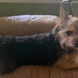 Yorkshire Terriers from Shield Maiden Yorkies