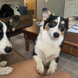 Pembroke Welsh Corgi Puppies from S7 Corgis and Chaos
