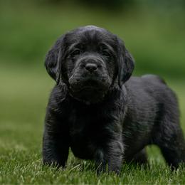 Purple Collar - Black female Labrador Retriever puppy in West Newbury, Massachusetts from Riverfront K9