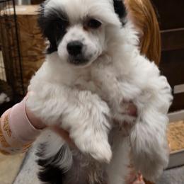 Frosty - White and black male Chinese Crested puppy in Utah from Mlee puppies