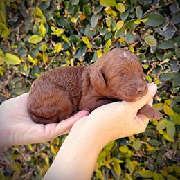 Black Collar Boy - Red  male Poodle puppy in Modesto, California from Dry Creek Poodles
