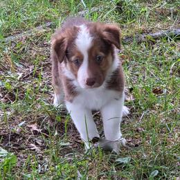 Maverick - Tri-color male Border Collie puppy in Watsontown, Pennsylvania from Kate Gresham