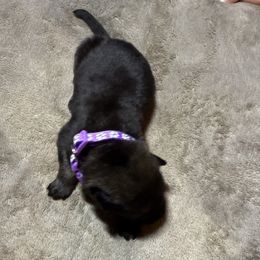 Girl 1 - Sable female German Shepherd puppy in Newsoms, Virginia from A Tier Above Shepherds