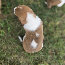 Basset Hound Puppies from Fisher's Couch Hounds