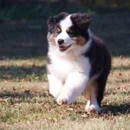 Australian Shepherd Puppies from HHK (Hot House Kennel)