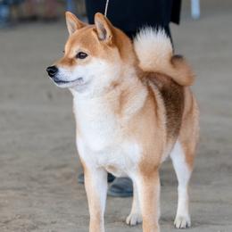 Aja - Shiba Inu