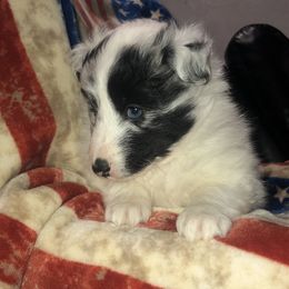 Boy 2 - Shetland Sheepdog puppy in Idaho from Bloxham Blue Shelties and Corgis
