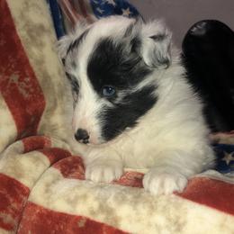 Boy 2 - Shetland Sheepdog puppy in Idaho from Bloxham Blue Shelties and Corgis