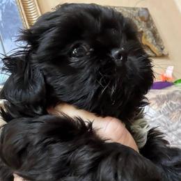 Aria - Black and white female Shih Tzu puppy in Frisco, Texas from My Royal Shih Tzu⚜️