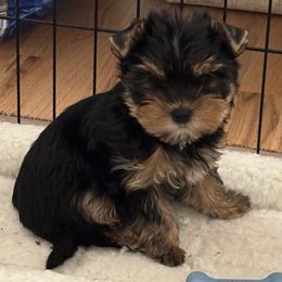 Katniss - Blue and gold female Yorkshire Terrier puppy in Portland, Oregon from Bohemian Beauty Yorkshire Terrier