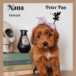 Nana - Red  female Goldendoodle puppy in Hilton, New York from The House of Goldendoodle