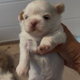 Topaz - Liver and white male Shih Tzu puppy in Boaz, Alabama from Happy Haven Farm