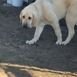 Boy 1 - Spanish Mastiff puppy in Prosperity, Pennsylvania from Prosperity Guardians