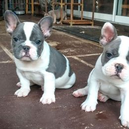 French Bulldog Puppies from littlepartnerpuppies.com
