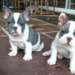 French Bulldog Puppies from littlepartnerpuppies.com