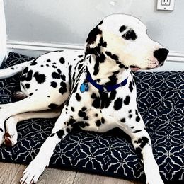 Rev - Dalmatian