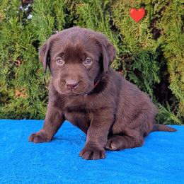 Red Collar - Chocolate female Labrador Retriever puppy in Yucca Valley, California from Beachn Ranch