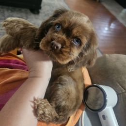 Cavapoo, Cockapoo, Cocker Spaniel, Goldendoodle, Golden Retriever, and Shihpoo Puppies from Hunting Creek Farm & Kennel