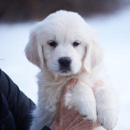 Java - Light golden female Golden Retriever puppy in Hagerstown, Maryland from Pinewood Acres Goldens