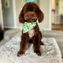 Tank - Poodle