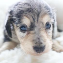 Pearl - Dapple female Dachshund puppy in Morrow, Ohio from Courtney’s Colorful Doxies