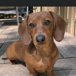 Chai - Dachshund