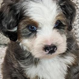 Boy 1 - Merle male Bernedoodle puppy in Schertz, Texas from Kat's Teddydoodles