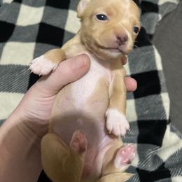 Chihuahua Puppies from Grandbaby Chihuahuas