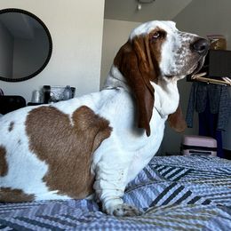 Basset Hound Puppies from Oak Tree Basset Hounds