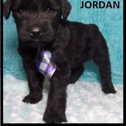 Giant Schnauzer Puppies from Jordan Giant Schnauzers