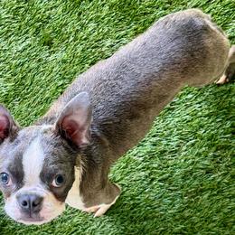 Pip - Blue male Boston Terrier puppy in Rosston, Arkansas from Green Acre Boston Terriers