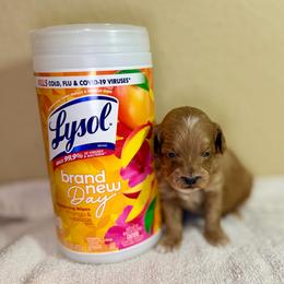 Lion - Apricot male Goldendoodle puppy in Bells, Texas from Partridge Doodles and Poodles